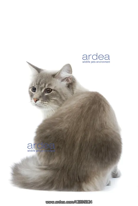 : Cat - Siberian / Neva Masquerade blue tabby point in studio : Cat - Siberian / Neva Masquerade blue tabby point in studio