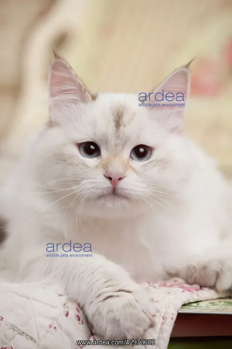 : Cat - Siberian seal tortie tabby point - 7 months old : Cat - Siberian seal tortie tabby point - 7 months old