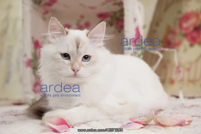 : Cat - Siberian seal tortie tabby point - 7 months old : Cat - Siberian seal tortie tabby point - 7 months old