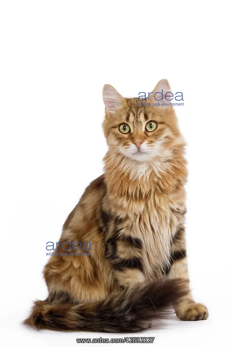  : Cat - Siberian - sitting down