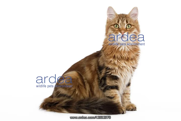  : Cat - Siberian - sitting down