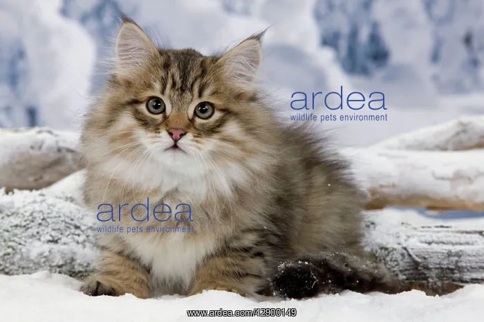 : Cat - Siberian in snow