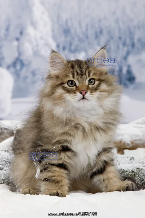  : Cat - Siberian in snow