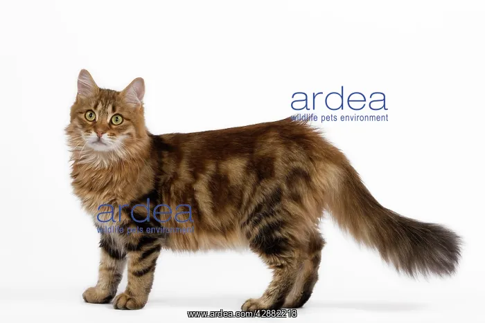  : Cat - Siberian - standing up