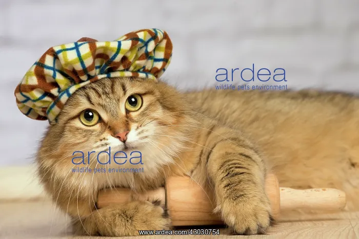  : Cat Siberian. wearing hat