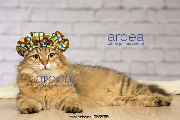  : Cat Siberian. wearing hat