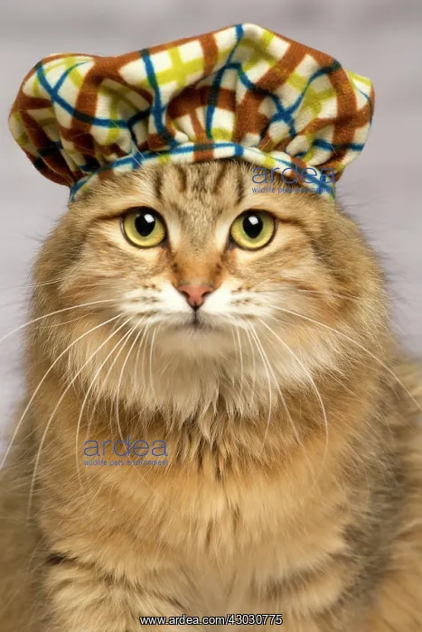 : Cat Siberian. wearing hat