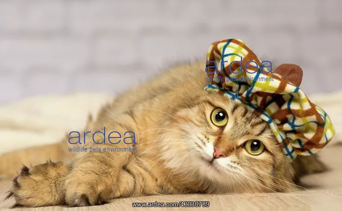  : Cat Siberian. wearing hat