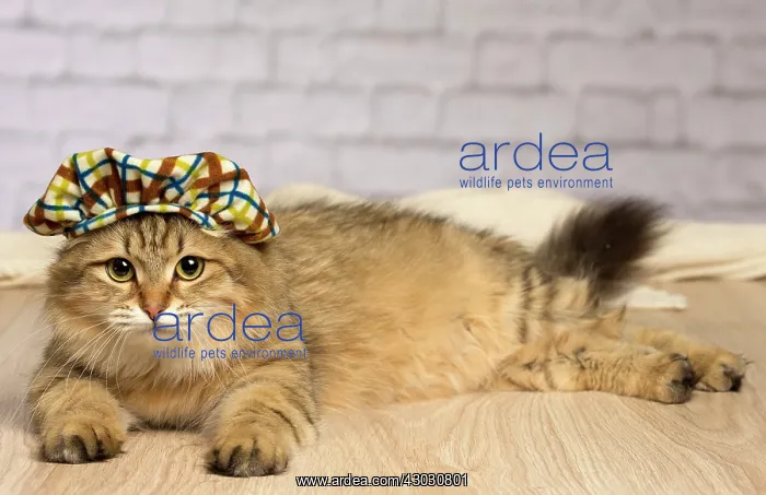  : Cat Siberian. wearing hat