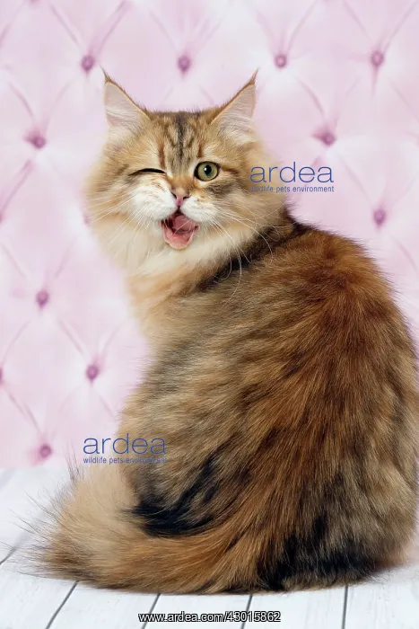 : Cat Siberian winking. Digital Manipulation : Cat Siberian winking. Digital Manipulation
