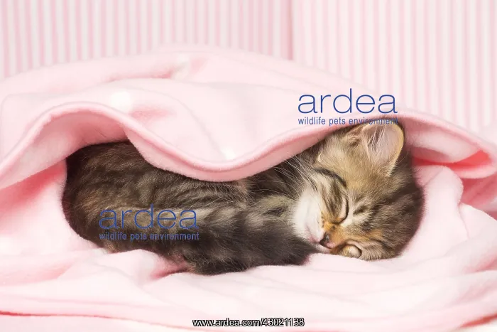  : Cat Siberian wrapped in pink blanket