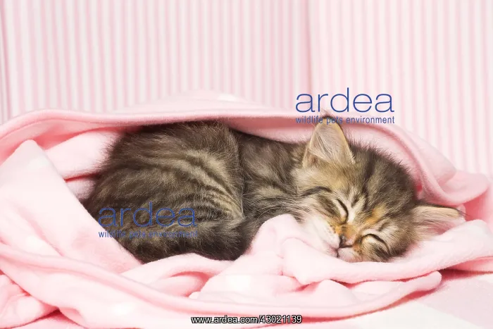  : Cat Siberian wrapped in pink blanket