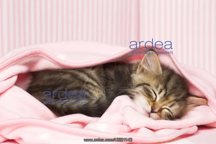  : Cat Siberian wrapped in pink blanket