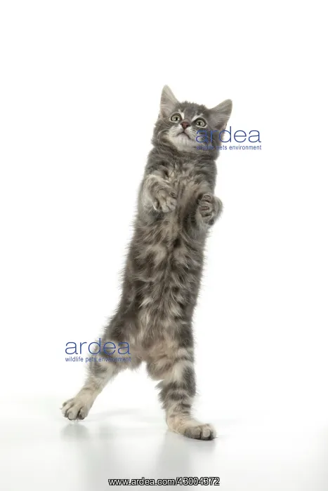 : CAT. silver grey kitten ( 12 weeks old ) with : CAT. silver grey kitten ( 12 weeks old ) with