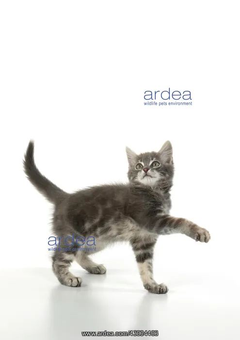 : CAT. silver grey kitten ( 12 weeks old ) with : CAT. silver grey kitten ( 12 weeks old ) with