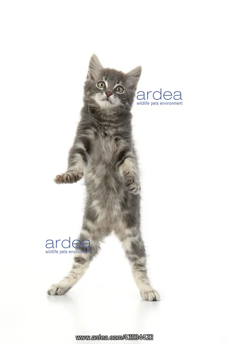: CAT. silver grey kitten ( 12 weeks old ) with : CAT. silver grey kitten ( 12 weeks old ) with