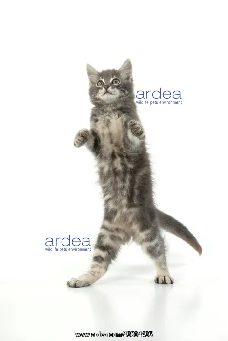 : CAT. silver grey kitten ( 12 weeks old ) with : CAT. silver grey kitten ( 12 weeks old ) with