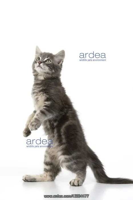: CAT. silver grey kitten ( 12 weeks old ) with : CAT. silver grey kitten ( 12 weeks old ) with