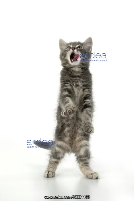 : CAT. silver grey kitten ( 12 weeks old ) with : CAT. silver grey kitten ( 12 weeks old ) with