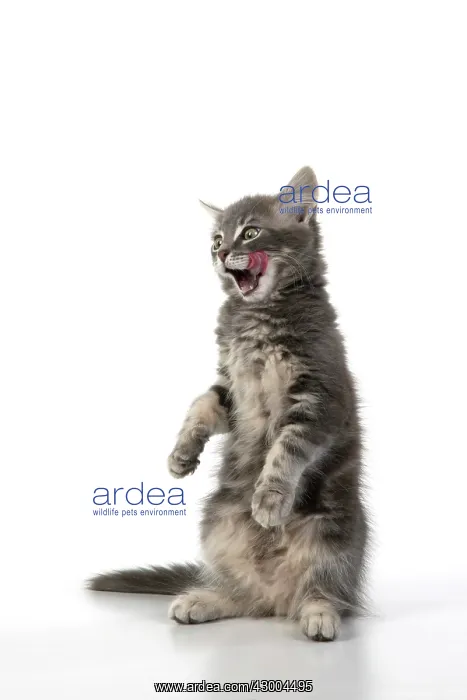 : CAT. silver grey kitten ( 12 weeks old ) with : CAT. silver grey kitten ( 12 weeks old ) with
