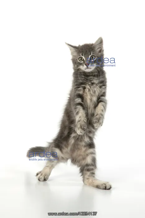 : CAT. silver grey kitten ( 12 weeks old ) with : CAT. silver grey kitten ( 12 weeks old ) with
