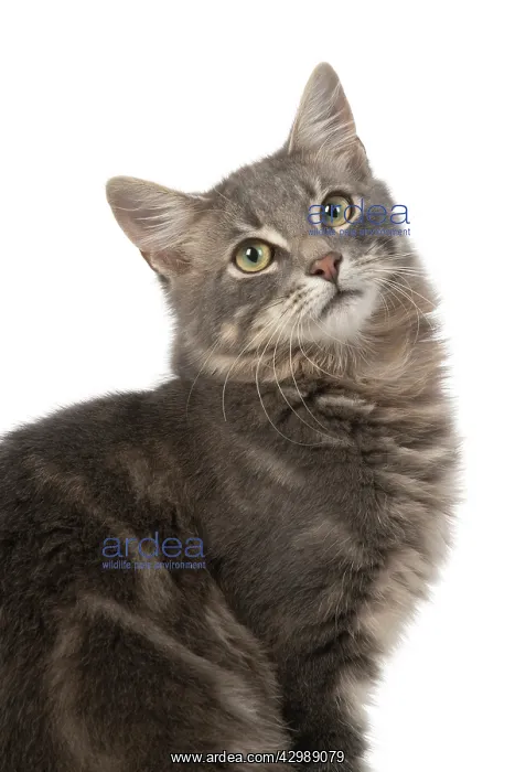 : CAT. silver grey tabby, sitting with head turned : CAT. silver grey tabby, sitting with head turned