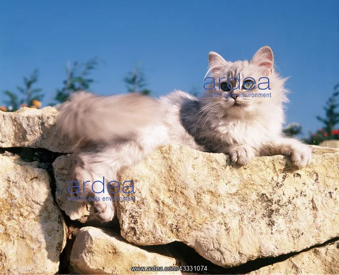 : CAT - SILVER SHADED PERSIAN : CAT - SILVER SHADED PERSIAN