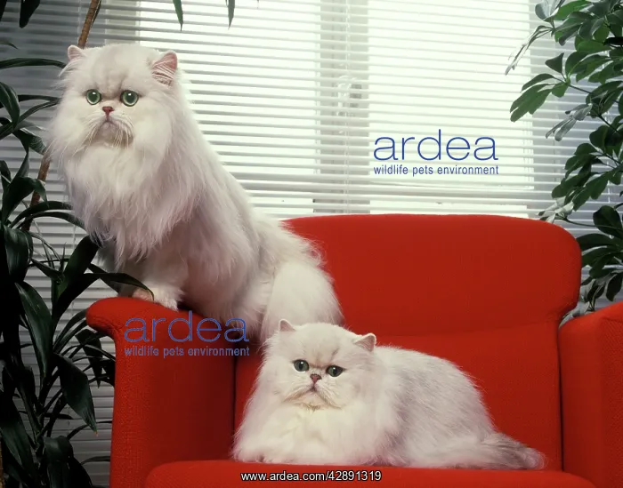 : Cat - Silver Shaded Persian Chinchillas - sitting : Cat - Silver Shaded Persian Chinchillas - sitting