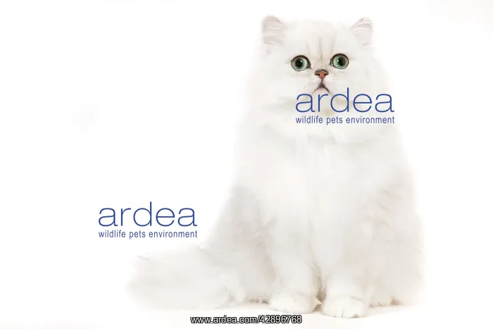  : Cat - Silver Shaded Persian kitten in studio