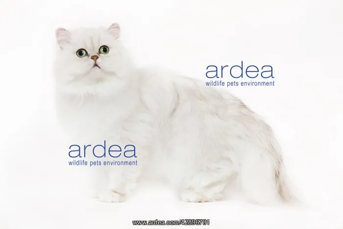  : Cat - Silver Shaded Persian kitten in studio