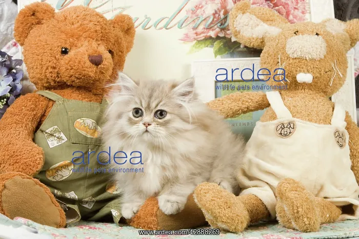 : Cat - Silver Shaded Persian - amongst teddy bears : Cat - Silver Shaded Persian - amongst teddy bears