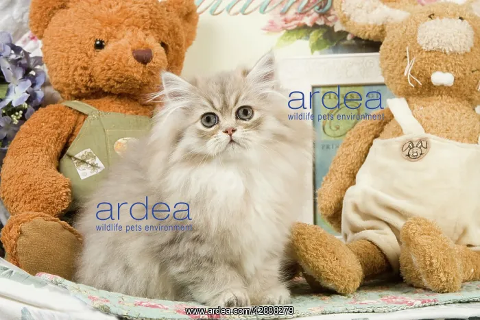 : Cat - Silver Shaded Persian - amongst teddy bears : Cat - Silver Shaded Persian - amongst teddy bears