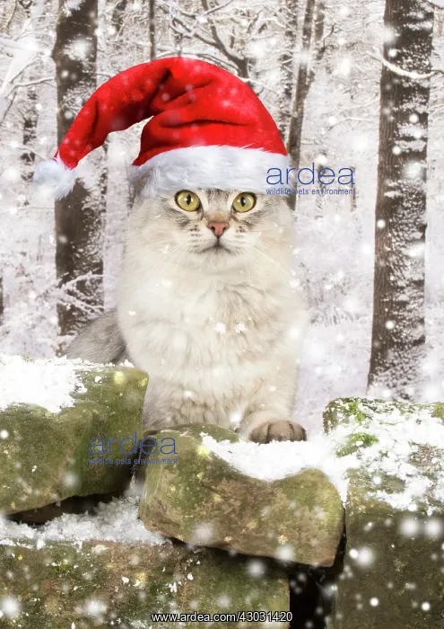 : CAT, silver Somali wearing Christmas hat in snow : CAT, silver Somali wearing Christmas hat in snow