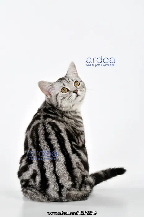 : CAT - Silver tabby looking over its shoulder : CAT - Silver tabby looking over its shoulder