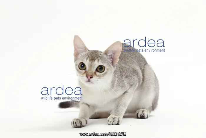  : Cat Singapura