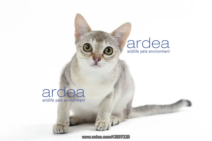  : Cat Singapura