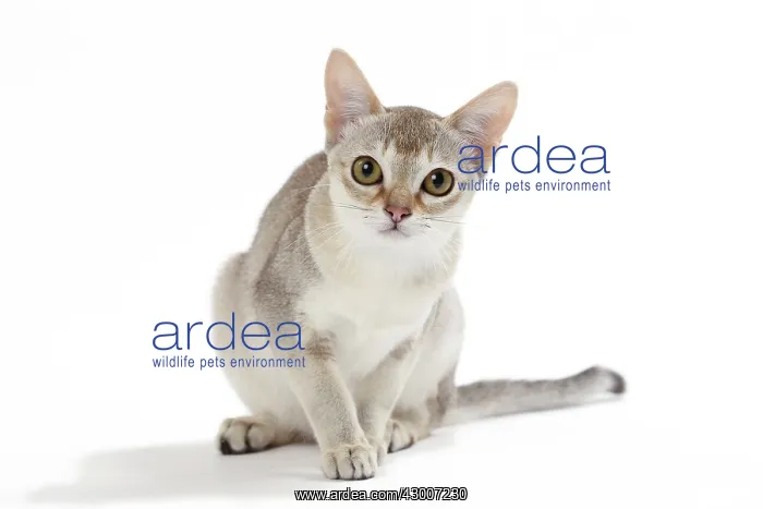  : Cat Singapura