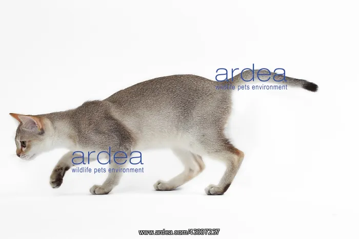  : Cat Singapura