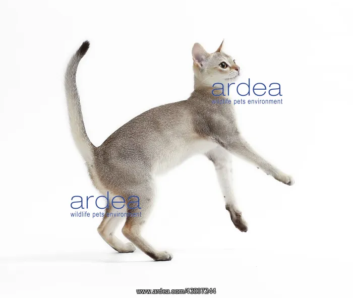  : Cat Singapura