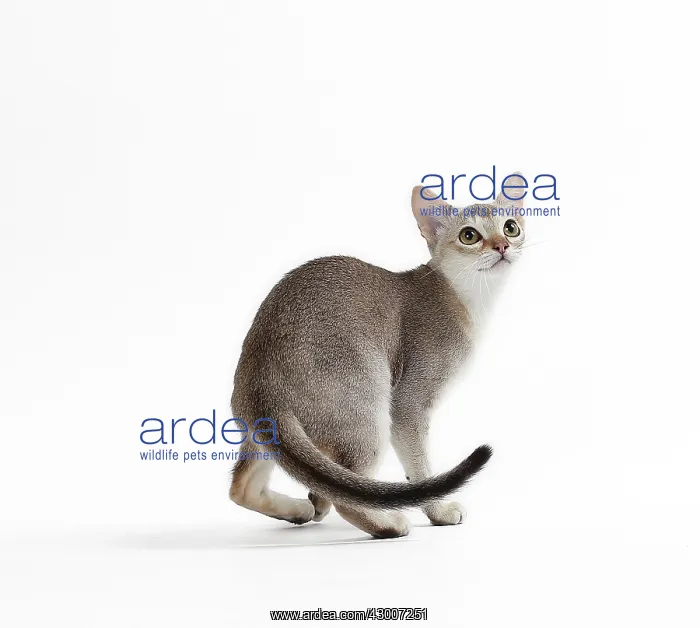  : Cat Singapura