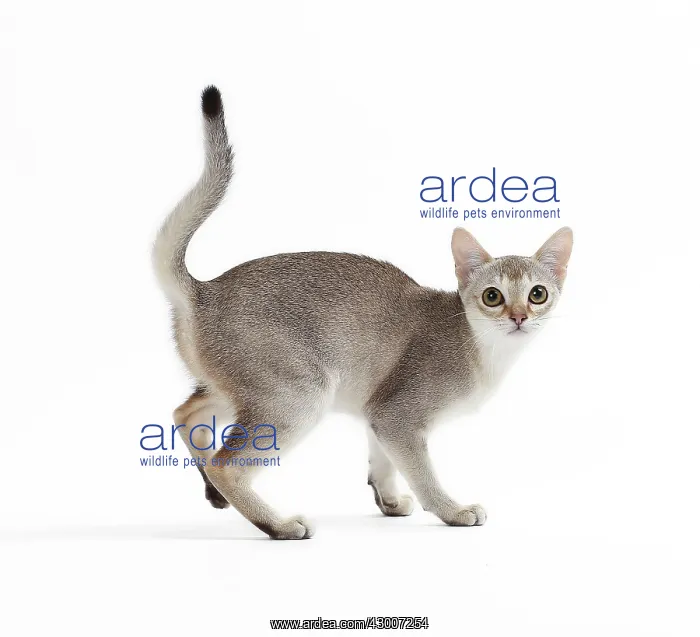 : Cat Singapura