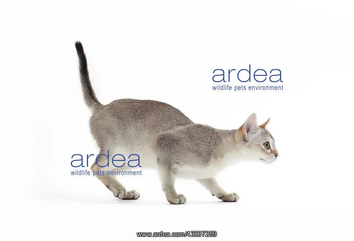 : Cat Singapura : Cat Singapura
