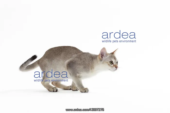 : Cat Singapura : Cat Singapura