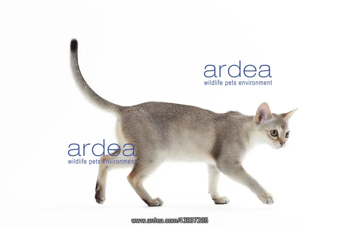  : Cat Singapura