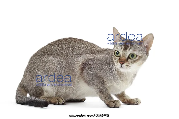  : Cat Singapura