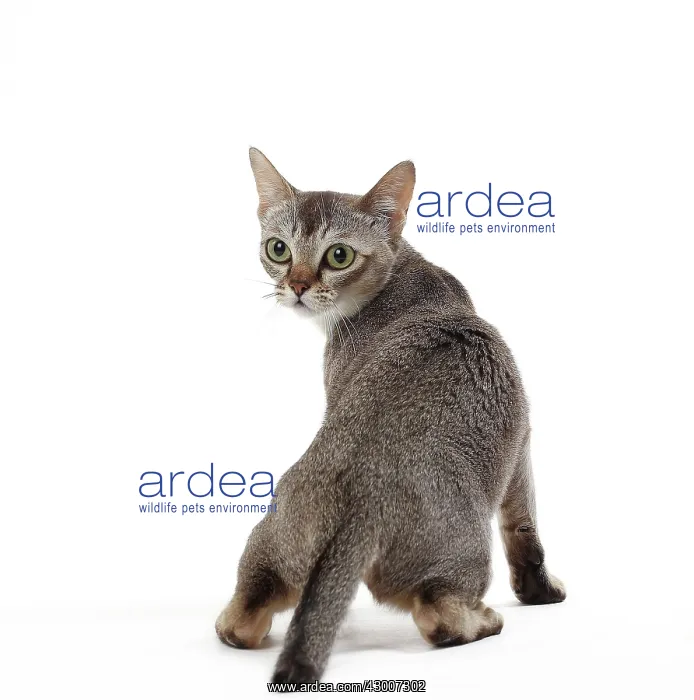 : Cat Singapura : Cat Singapura
