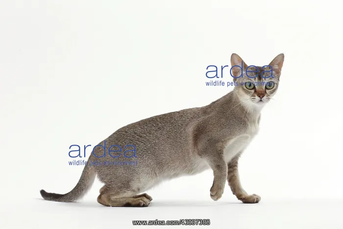  : Cat Singapura