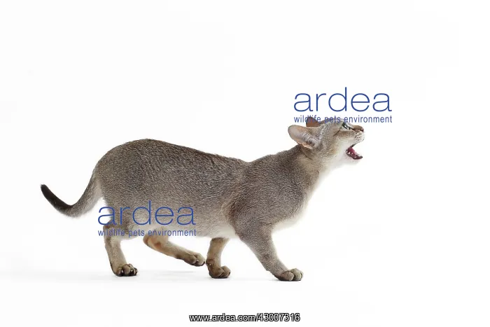 : Cat Singapura : Cat Singapura