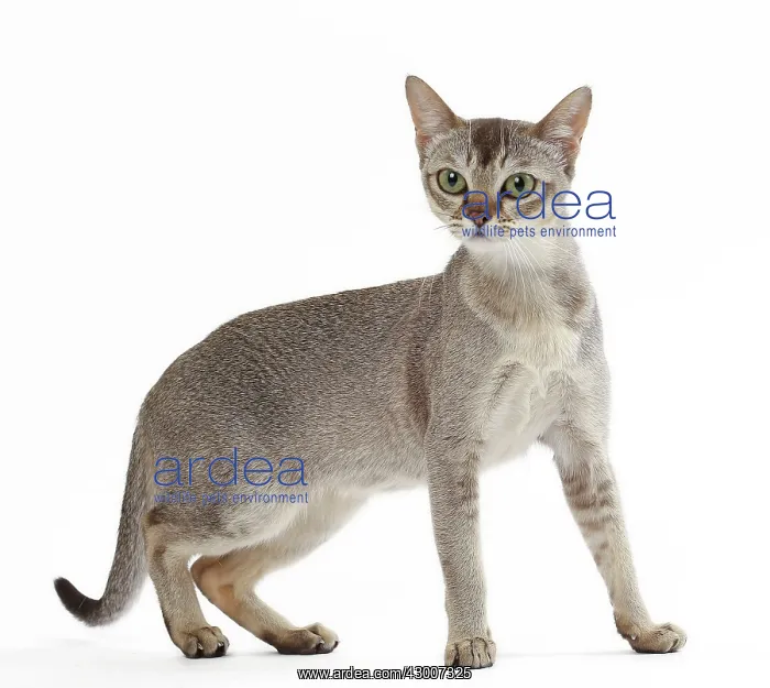  : Cat Singapura