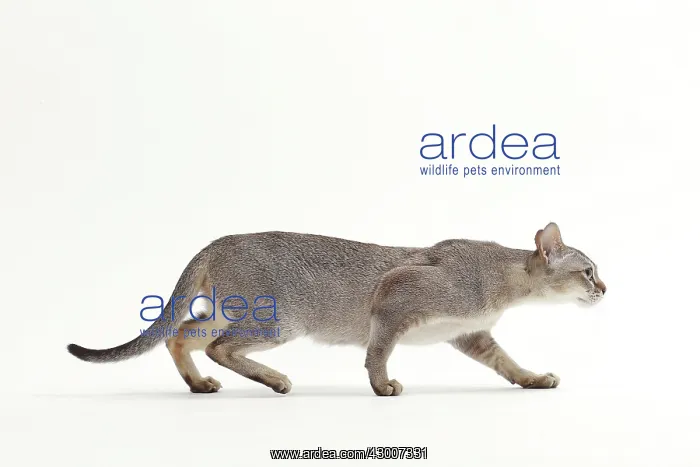 : Cat Singapura : Cat Singapura
